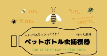 蜂が部屋に入ってきた！[ペットボトル]で捕獲する方法【簡単】｜How to Catch Bugs in your House.